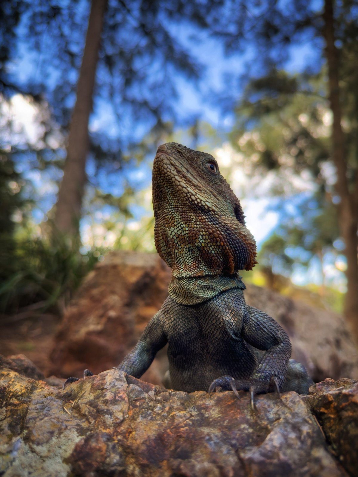 An Australian water dragon on a sunlit rock under gum trees in Canberra, photographed on an iPhone from a low angle by Jacky Lee