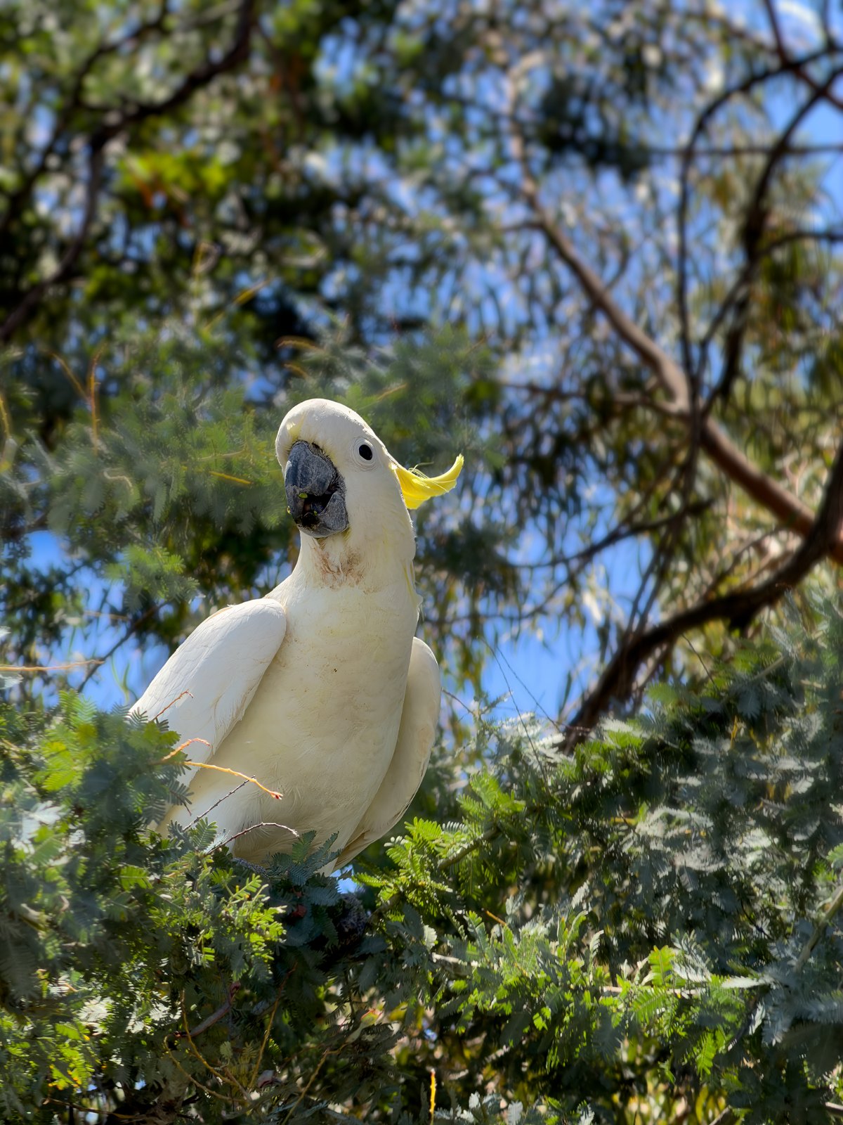 A sulphur-crested cockatoo feeding in a wattle tree in a Canberra suburban park, photographed on an iPhone at 4x zoom by Jacky Lee
