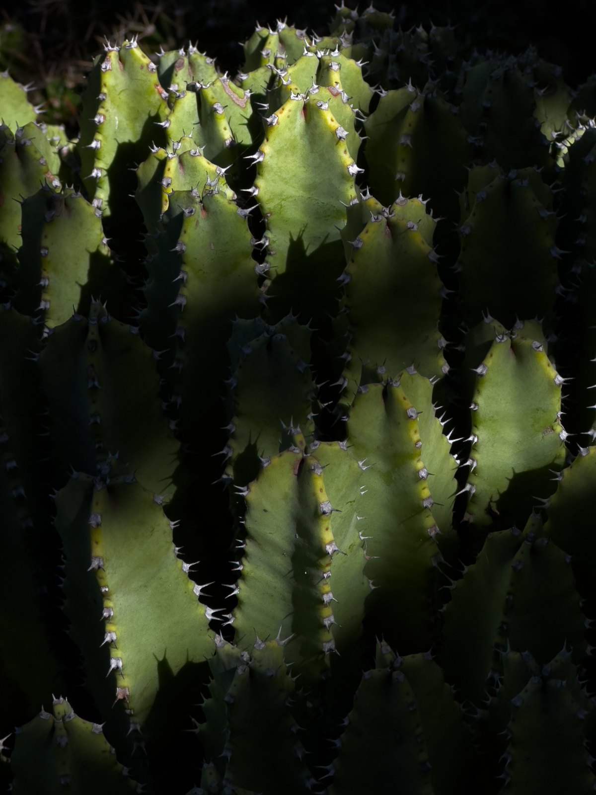 A spiny succulent in a suburban garden bed, striped with bands of sun and near-black shadow from a trellis overhead, photographed by Jacky Lee