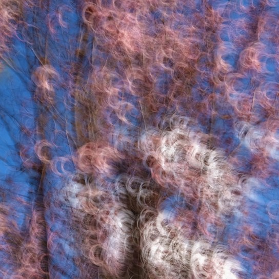 A magnified detail of Arcs of Pink: pink blossom drawn into repeating rings and arcs against blue sky