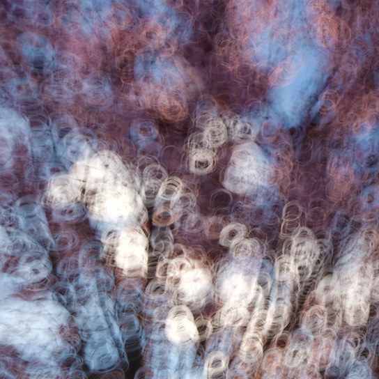 A magnified detail of One Cloud Passing: blossom drawn into small white and pink rings, many of them closed into complete circles