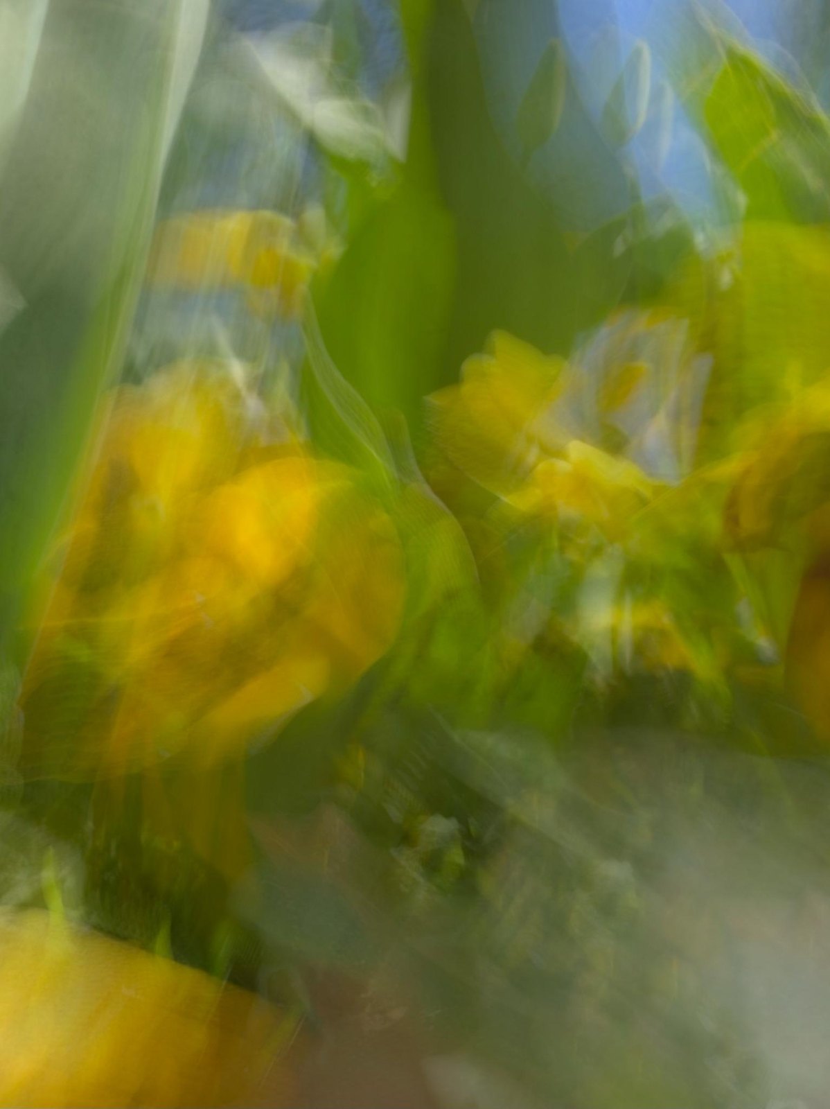 Yellow petals glow through soft layers of green, Glimmer, from “Painting Flowers with My Phone at Floriade” by Jacky Lee