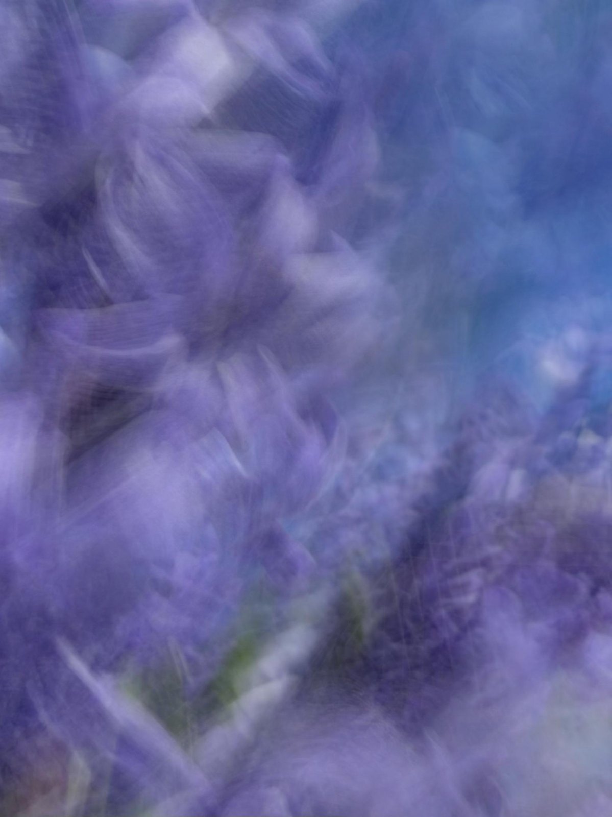 Violet and blue dissolve into a dreamlike haze, Reverie, from “Painting Flowers with My Phone at Floriade” by Jacky Lee