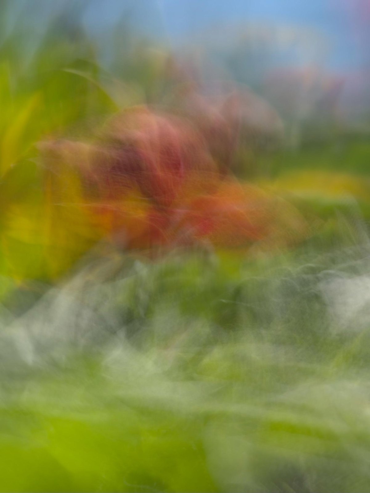 A warm red bloom seems to smoulder among the greens, Ember, from “Painting Flowers with My Phone at Floriade” by Jacky Lee