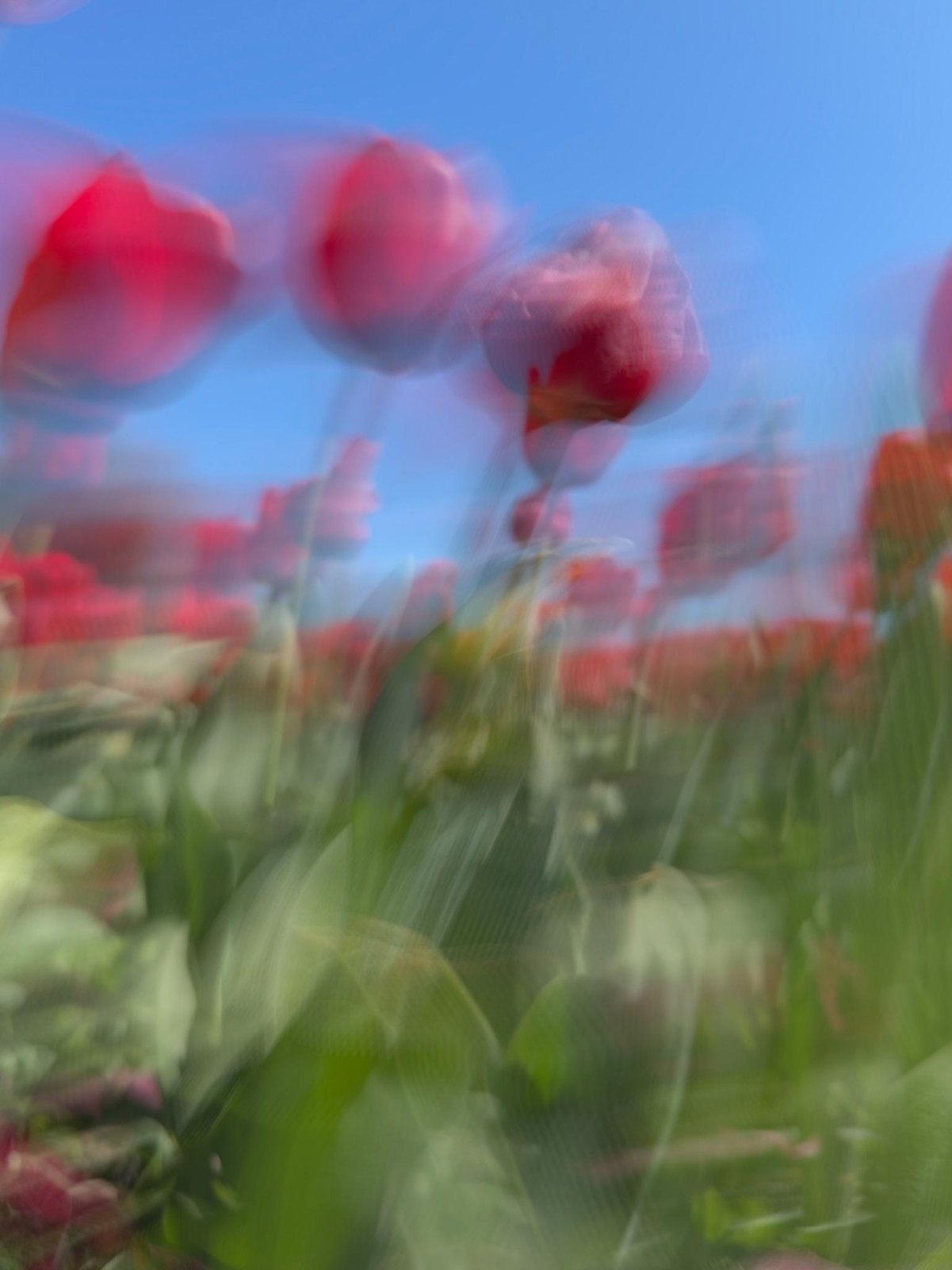 Red tulips trace a gentle rhythm against the blue sky, Sway, from “Painting Flowers with My Phone at Floriade” by Jacky Lee