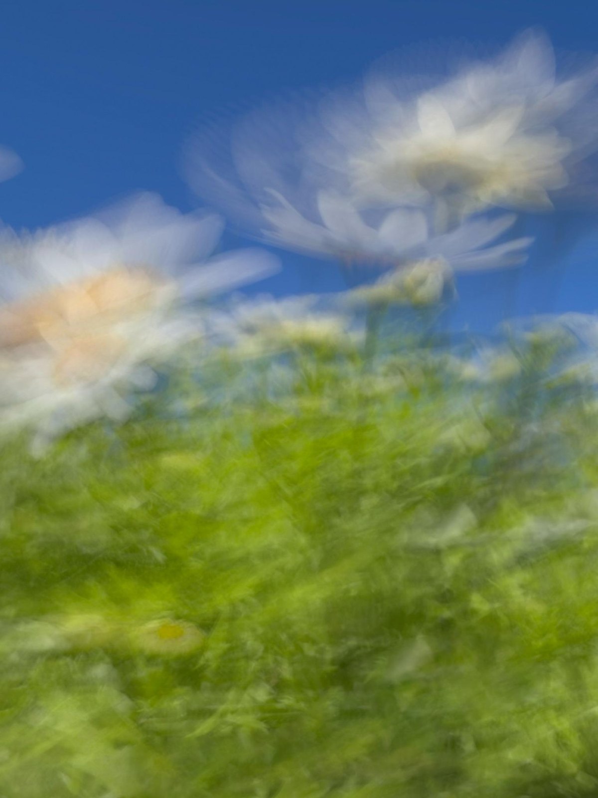 White daisies against blue sky swept into a swirl above green foliage, Flight, photographed on a phone at Floriade, Canberra, by Jacky Lee