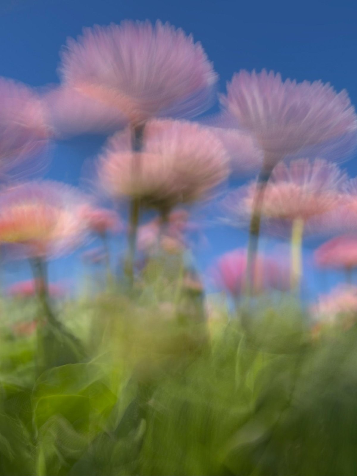 Pink flowers resemble dancers in floating skirts, photographed by Jacky Lee