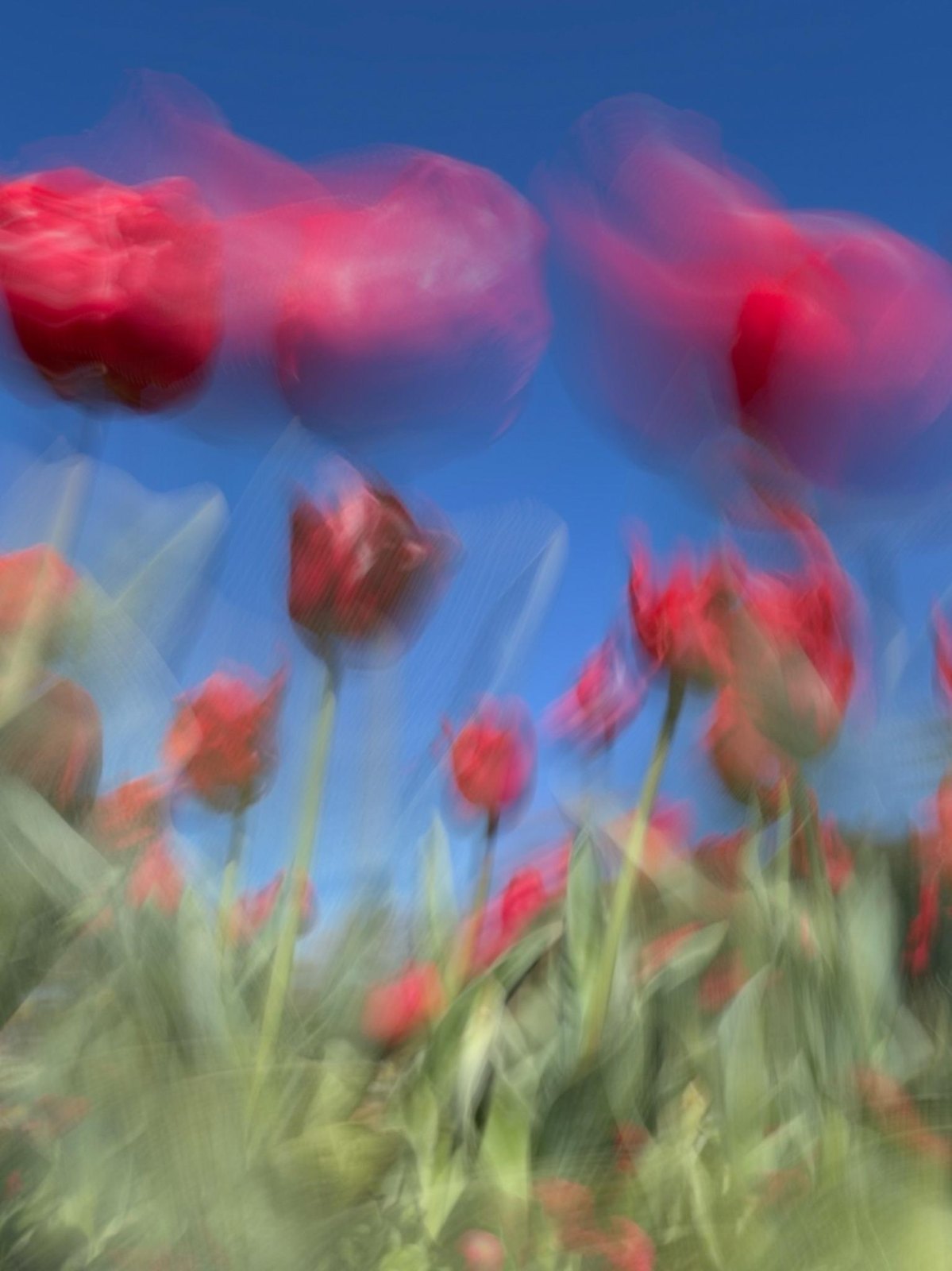 Red tulips against blue sky dissolved into soft red strokes by intentional camera movement, Rhapsody, photographed on a phone at Floriade, Canberra, by Jacky Lee