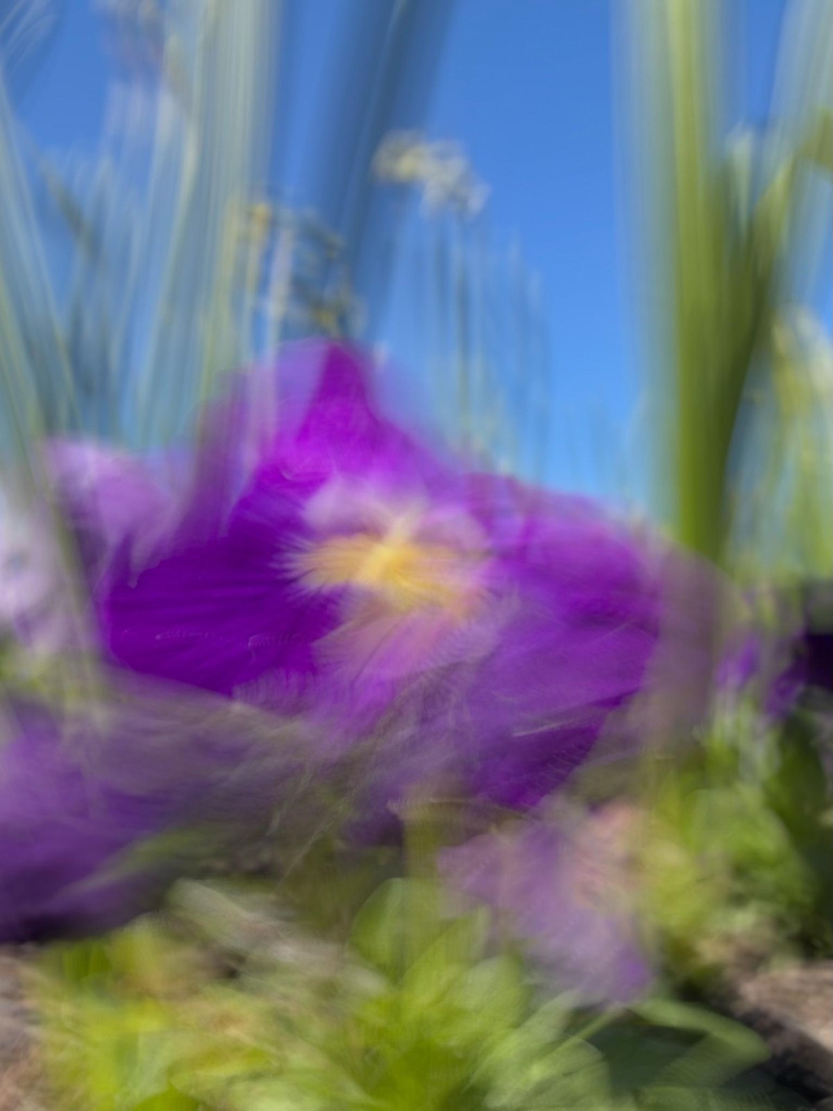 A purple pansy close to the lens, its petals swept into soft curves by intentional camera movement, Resonance, photographed on a phone at Floriade, Canberra, by Jacky Lee