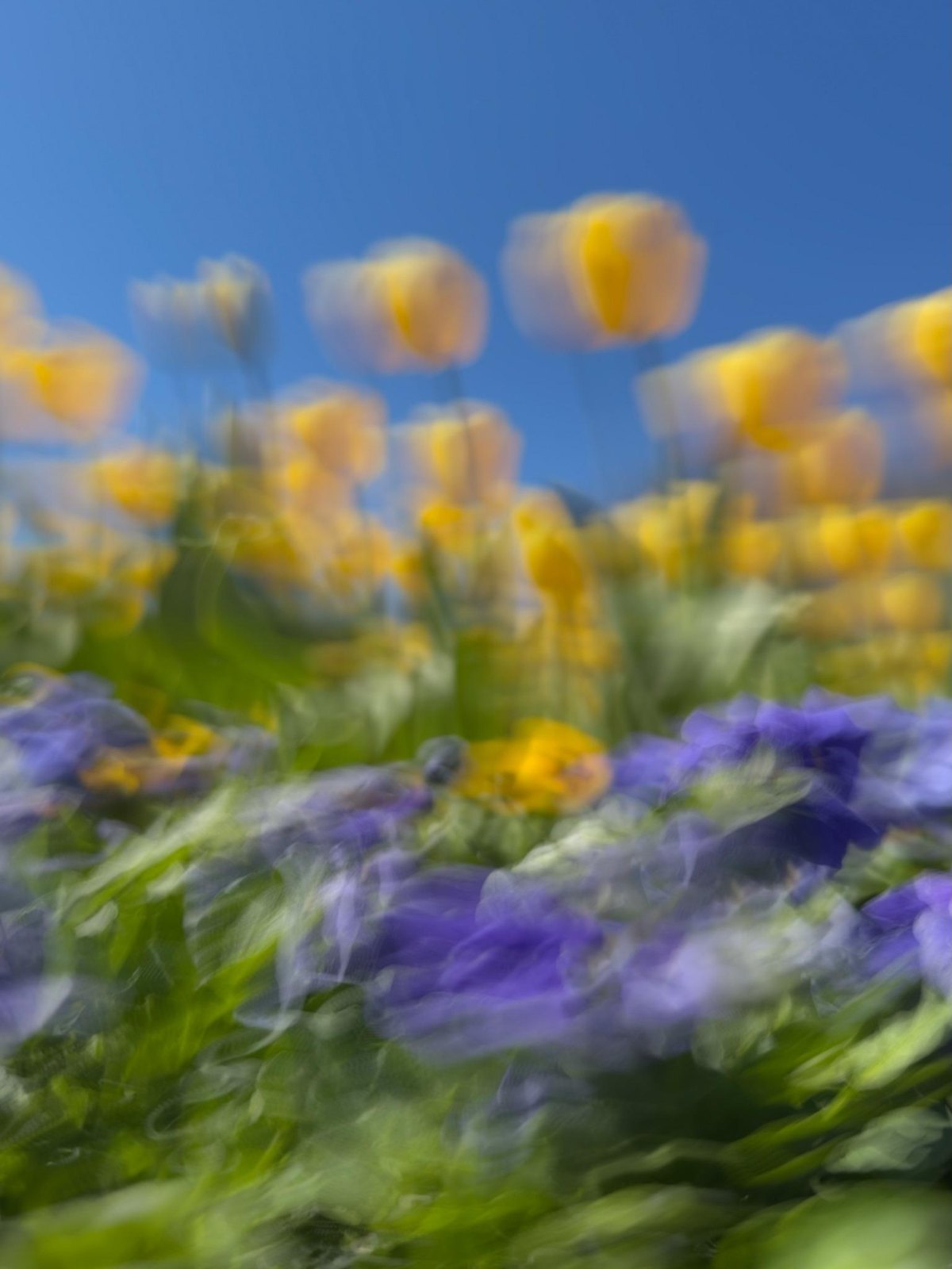 Yellow and violet blooms form two contrasting rhythms, Counterpoint, from “Painting Flowers with My Phone at Floriade” by Jacky Lee