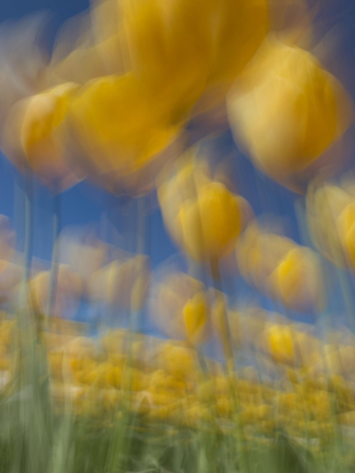 Golden tulips glow like lanterns against the blue sky, Radiance, from “Painting Flowers with My Phone at Floriade” by Jacky Lee