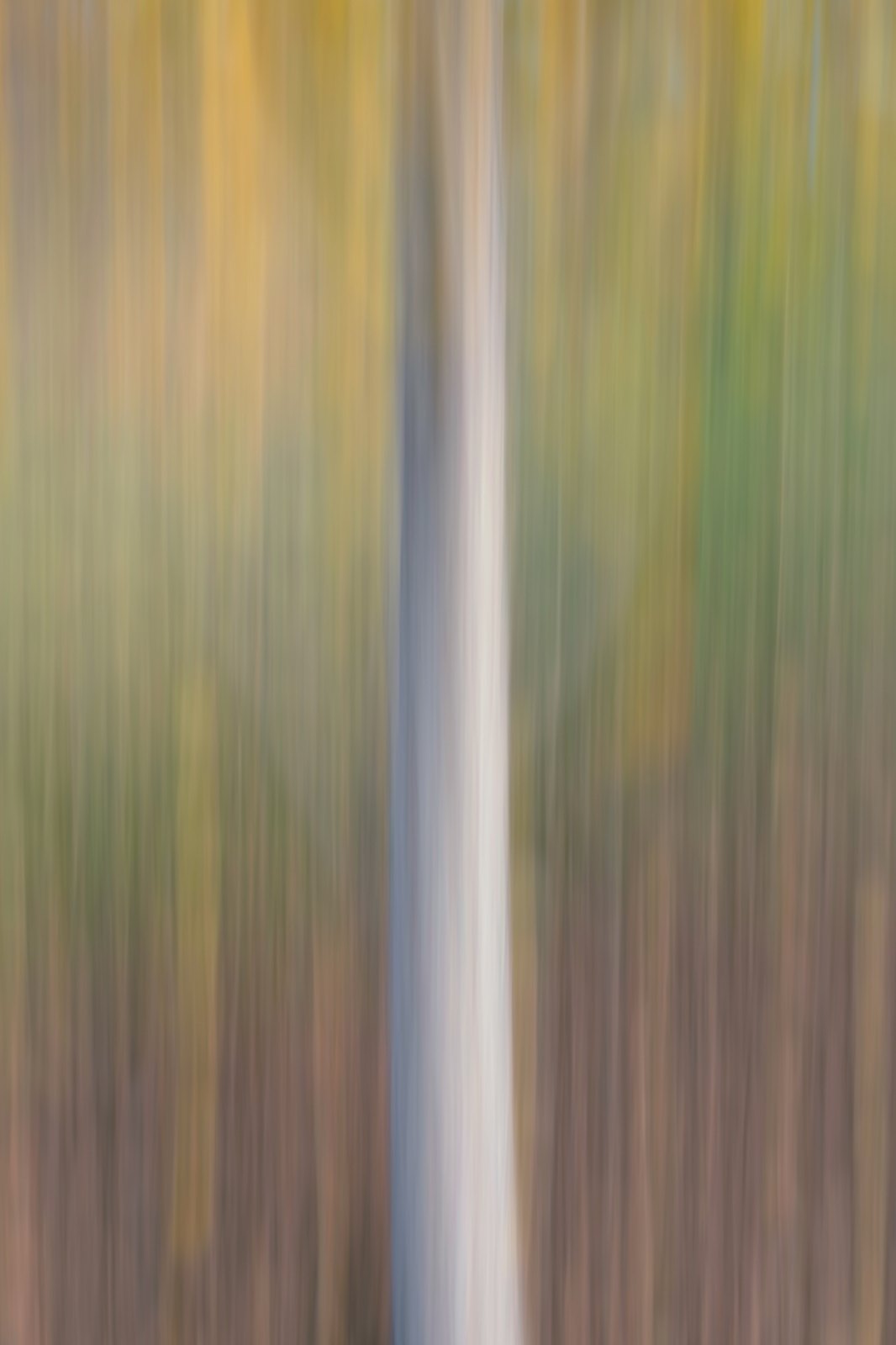 A pale tree trunk drawn into one vertical stroke between ochre and green, from an autumn series made in Canberra with intentional camera movement on a phone by Jacky Lee