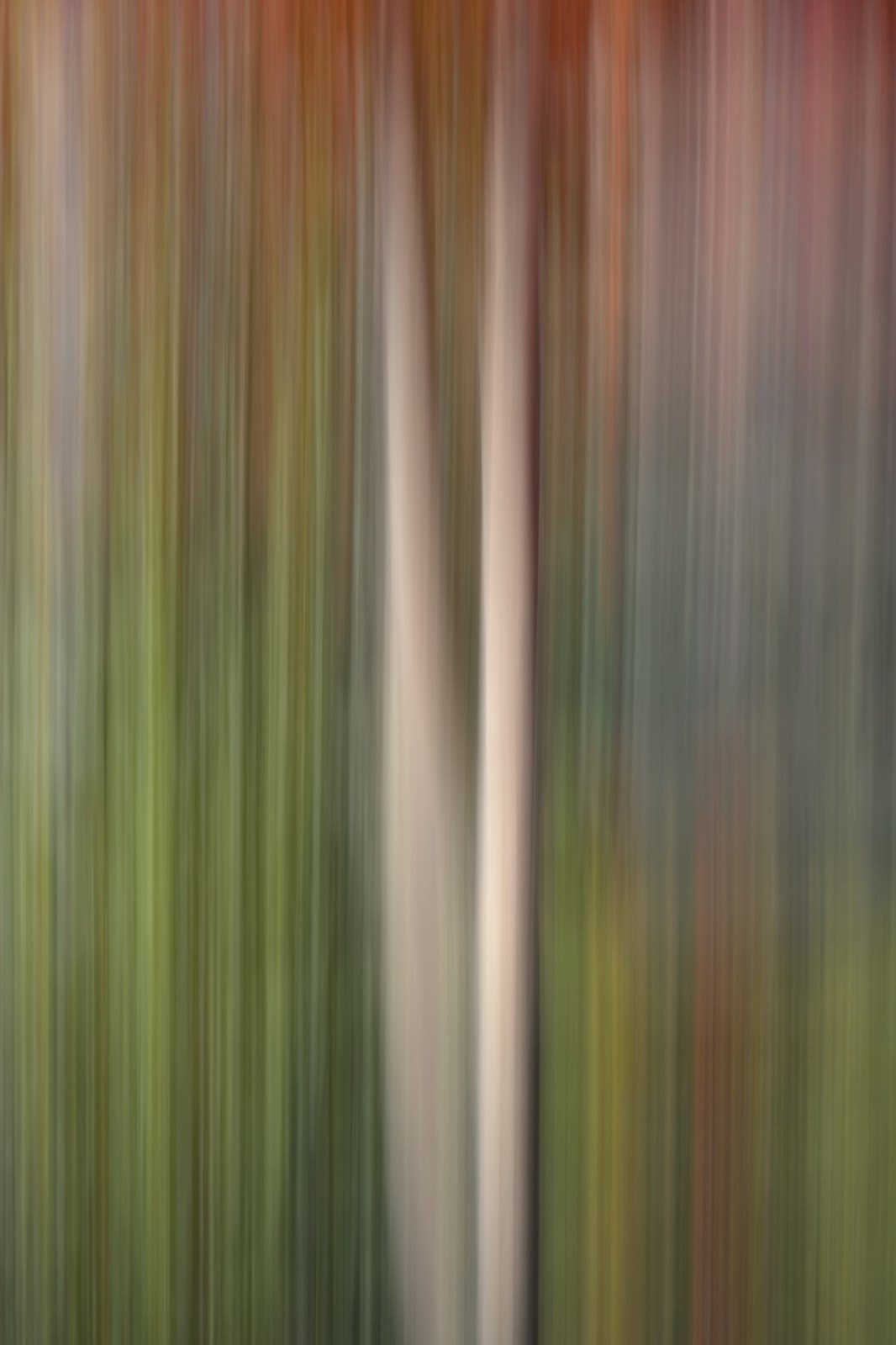 A pale trunk streaked through rust, green and grey autumn colour, from an autumn series made with intentional camera movement on a phone by Jacky Lee