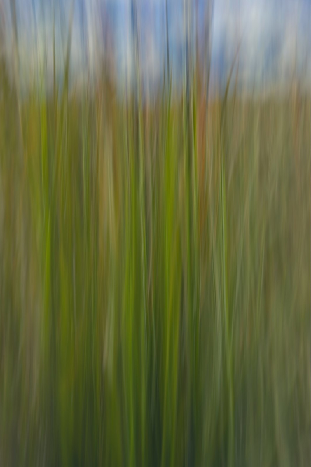 A stand of grasses swept into fine vertical lines of green beneath blue sky, from an autumn series made with intentional camera movement on a phone by Jacky Lee