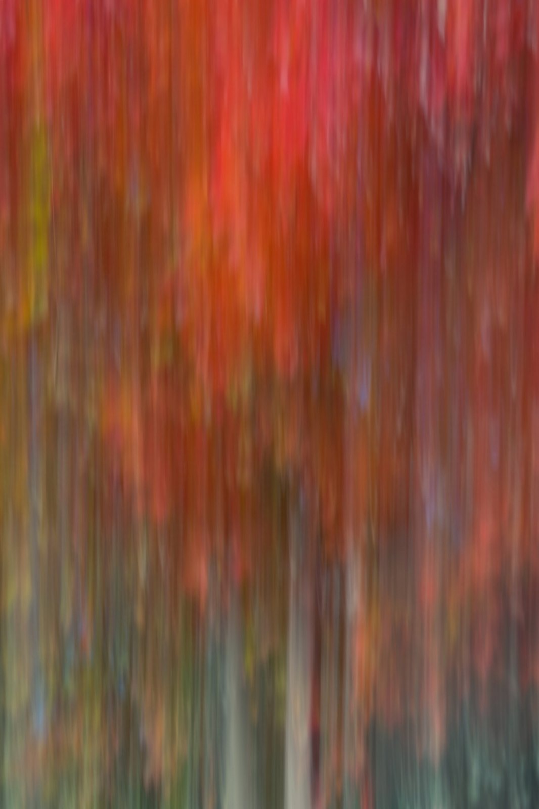 Red and orange autumn leaves dissolved into vertical streaks above dark green, from an autumn series made with intentional camera movement on a phone by Jacky Lee