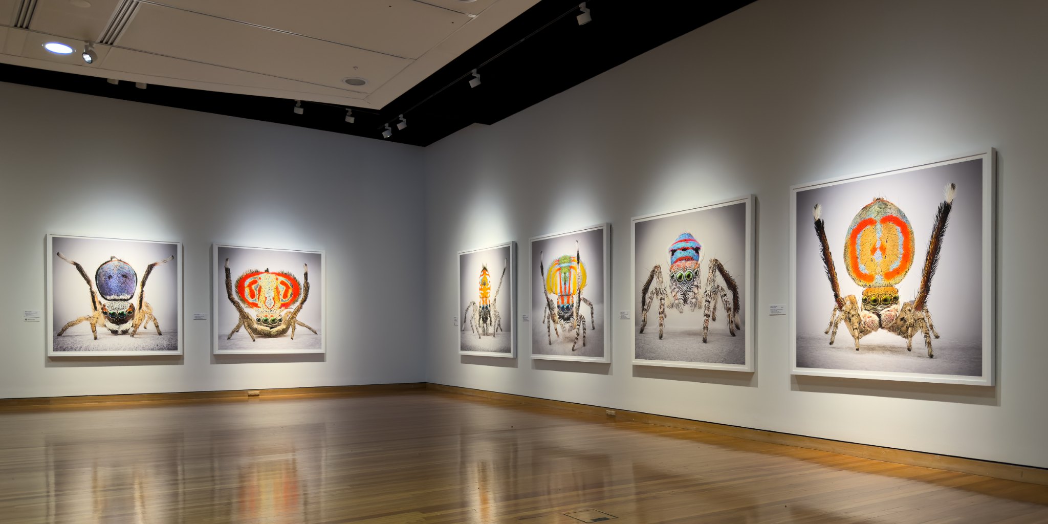 Six peacock spider portraits along two walls of the gallery