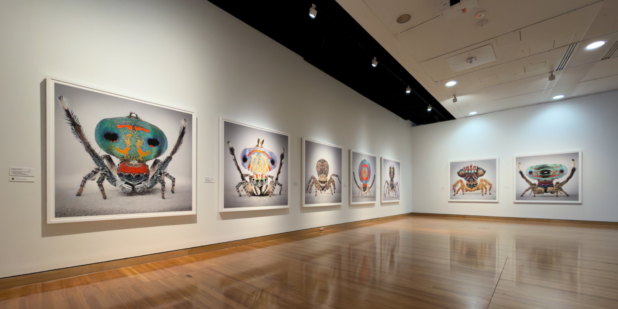 The first room of Spiders of Paradise: large framed portraits of peacock spiders along two white walls above a polished timber floor
