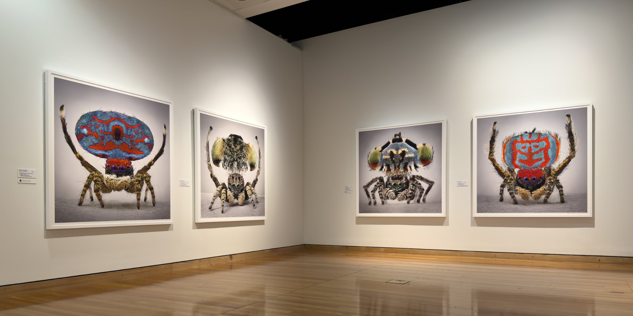 A corner of the gallery with four large peacock spider portraits