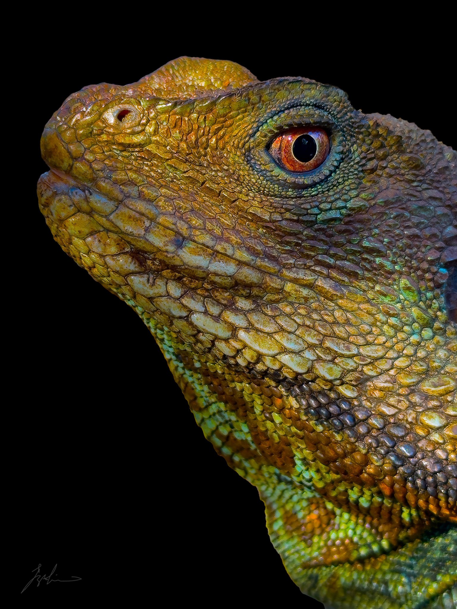 A water dragon in close profile against a black background, its orange eye ringed in blue-green and its scales in gold, yellow and blue-green, photographed on an iPhone 14 Pro Max at the Australian National Botanic Gardens, Canberra, by Jacky Lee