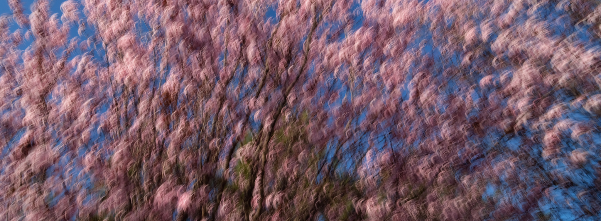 Blossom canopy swept against blue sky, Canopy, Swept, from the Blossom series, an Intentional Camera Movement photograph by Jacky Lee
