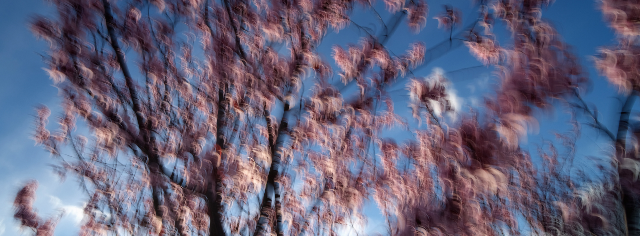 Pale blossom drawn into soft crescents, Crescents, from the Blossom series, an Intentional Camera Movement photograph by Jacky Lee
