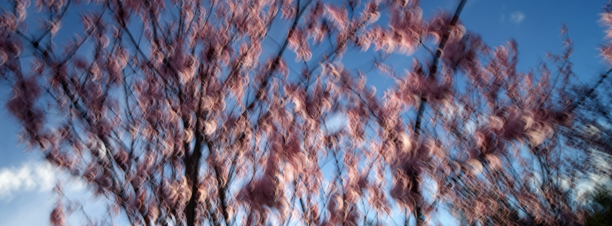 Blossom branches and cloud swept upward, Upward, from the Blossom series, an Intentional Camera Movement photograph by Jacky Lee