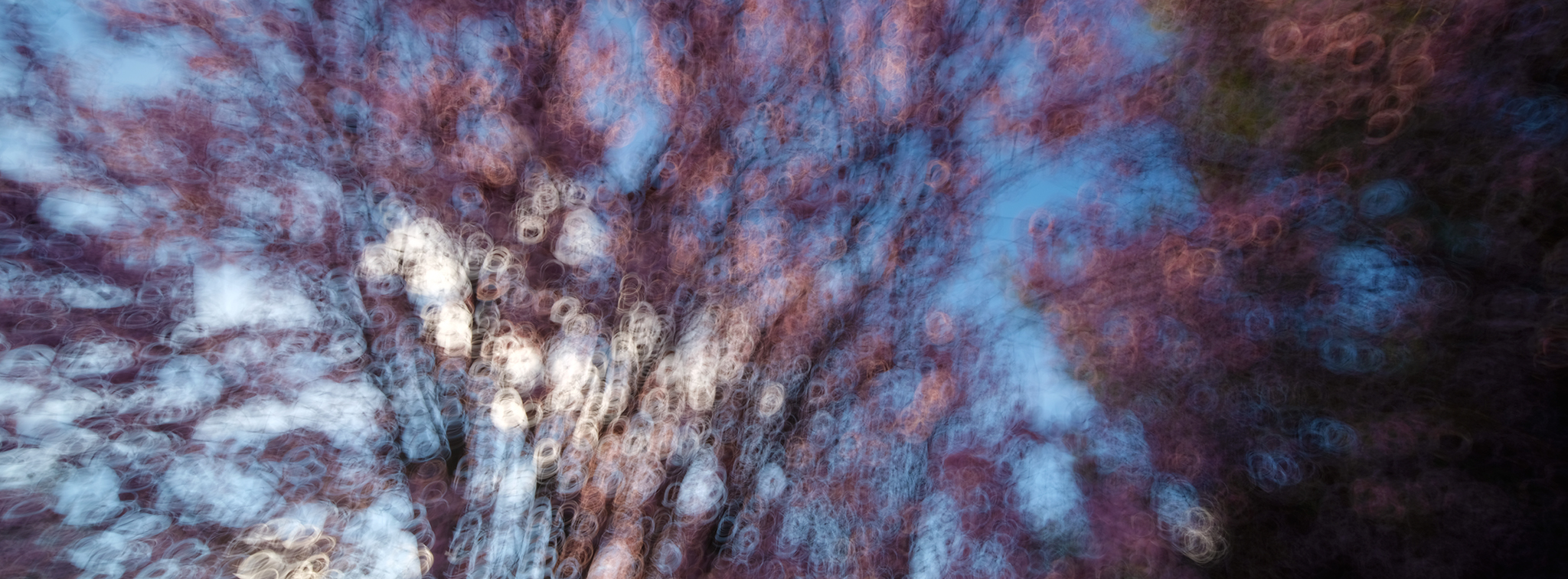 Sparse blossom sprays and a single cloud, One Cloud Passing, from the Blossom series, an Intentional Camera Movement photograph by Jacky Lee