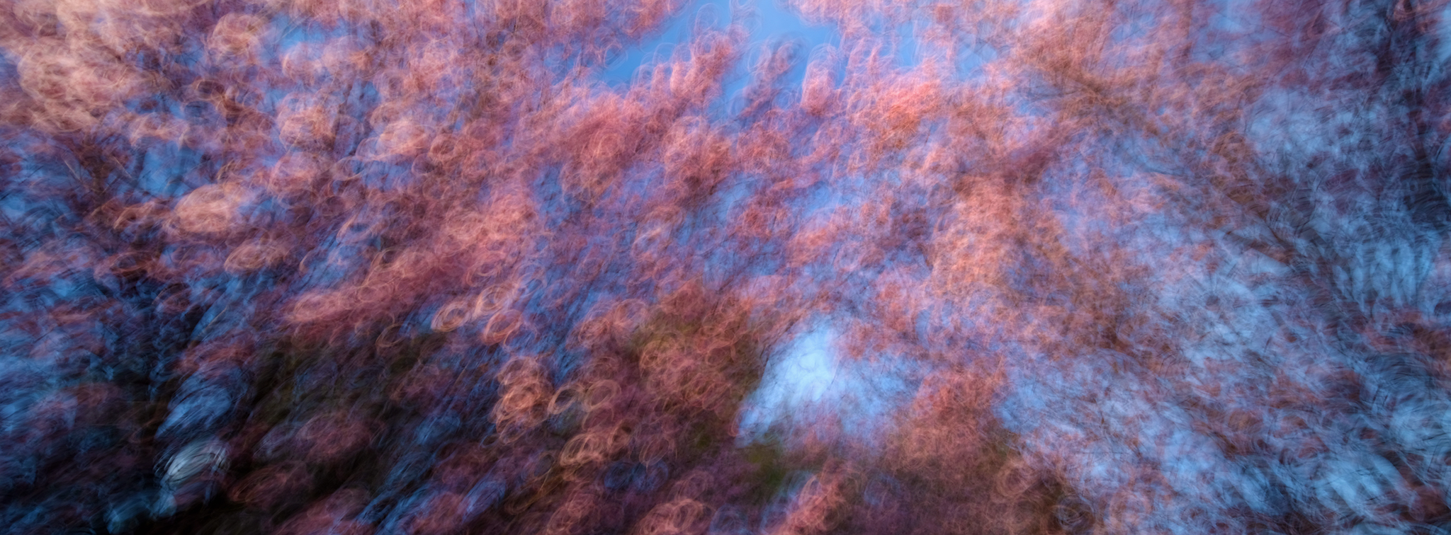 Blossom in looping ring forms over blue, Rings, from the Blossom series, an Intentional Camera Movement photograph by Jacky Lee