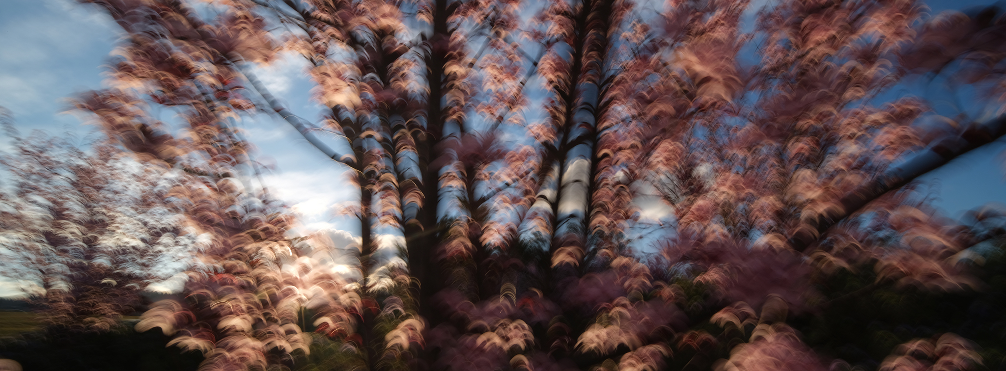 Blossom coiled into salmon-pink spirals, Salmon Spiral, from the Blossom series, an Intentional Camera Movement photograph by Jacky Lee