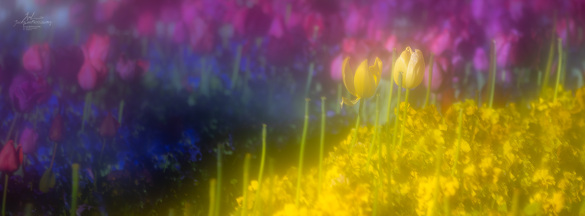 Two pale tulips held sharp against magenta and yellow fields, Two, Holding, from the Tulip Fields series, an Intentional Focus Movement photograph by Jacky Lee