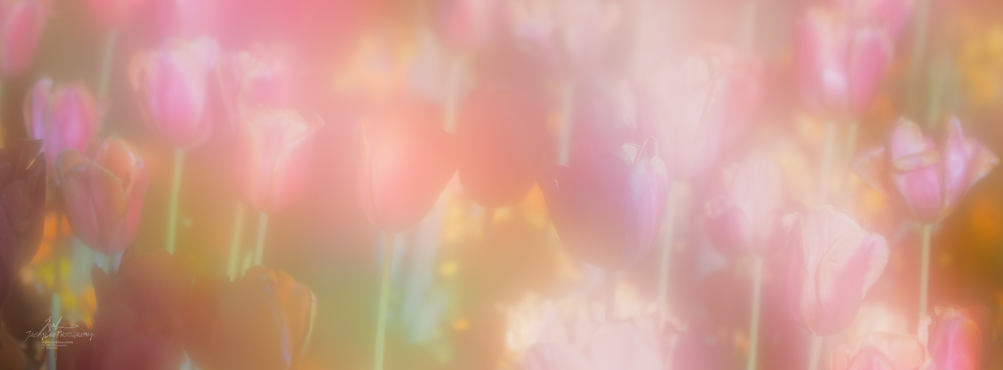 Pink tulips dissolving into warm haze, Dissolve, Warm, from the Tulip Fields series, an Intentional Focus Movement photograph by Jacky Lee