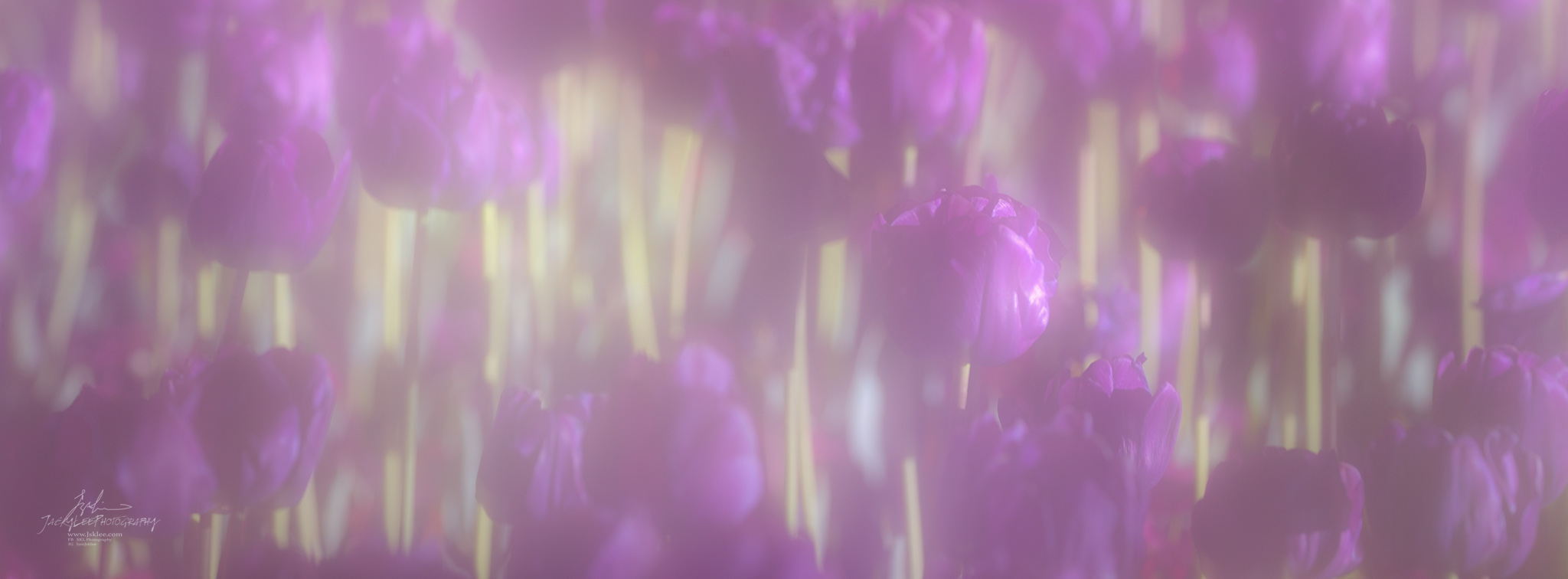 Violet tulips in a luminous lilac field, Lilac Field, from the Tulip Fields series, an Intentional Focus Movement photograph by Jacky Lee