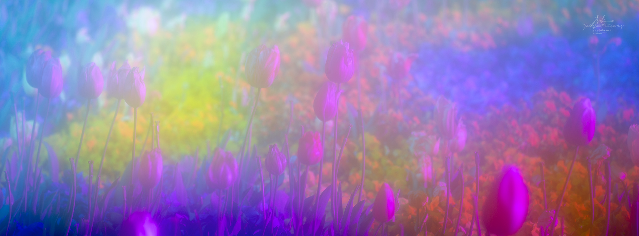 Pastel tulips over a rainbow-toned bed, Pastel Bed, from the Tulip Fields series, an Intentional Focus Movement photograph by Jacky Lee