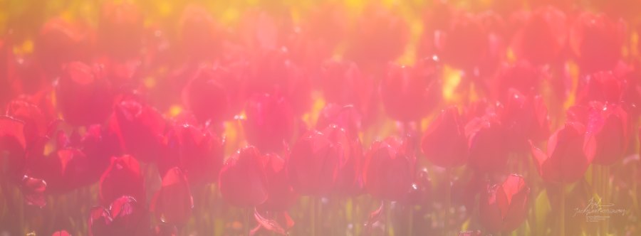 Scarlet tulips flaring into gold light, Flare, from the Tulip Fields series, an Intentional Focus Movement photograph by Jacky Lee