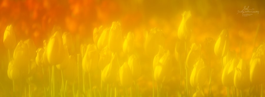 Yellow tulips saturated to pure gold, Pure Gold, from the Tulip Fields series, an Intentional Focus Movement photograph by Jacky Lee