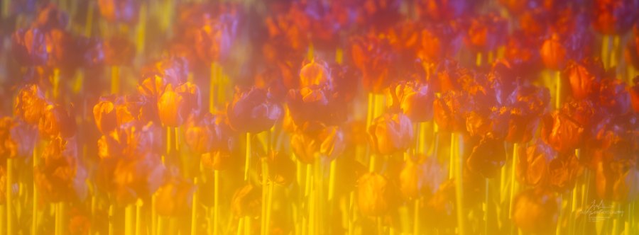 Orange tulips on yellow stems in blazing light, Blaze, from the Tulip Fields series, an Intentional Focus Movement photograph by Jacky Lee