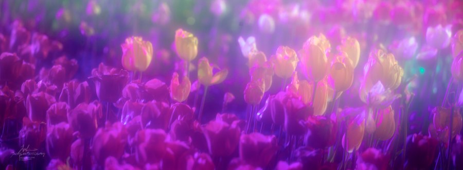 Magenta and cream tulips in a jewelled field, Magenta, Cream, from the Tulip Fields series, an Intentional Focus Movement photograph by Jacky Lee