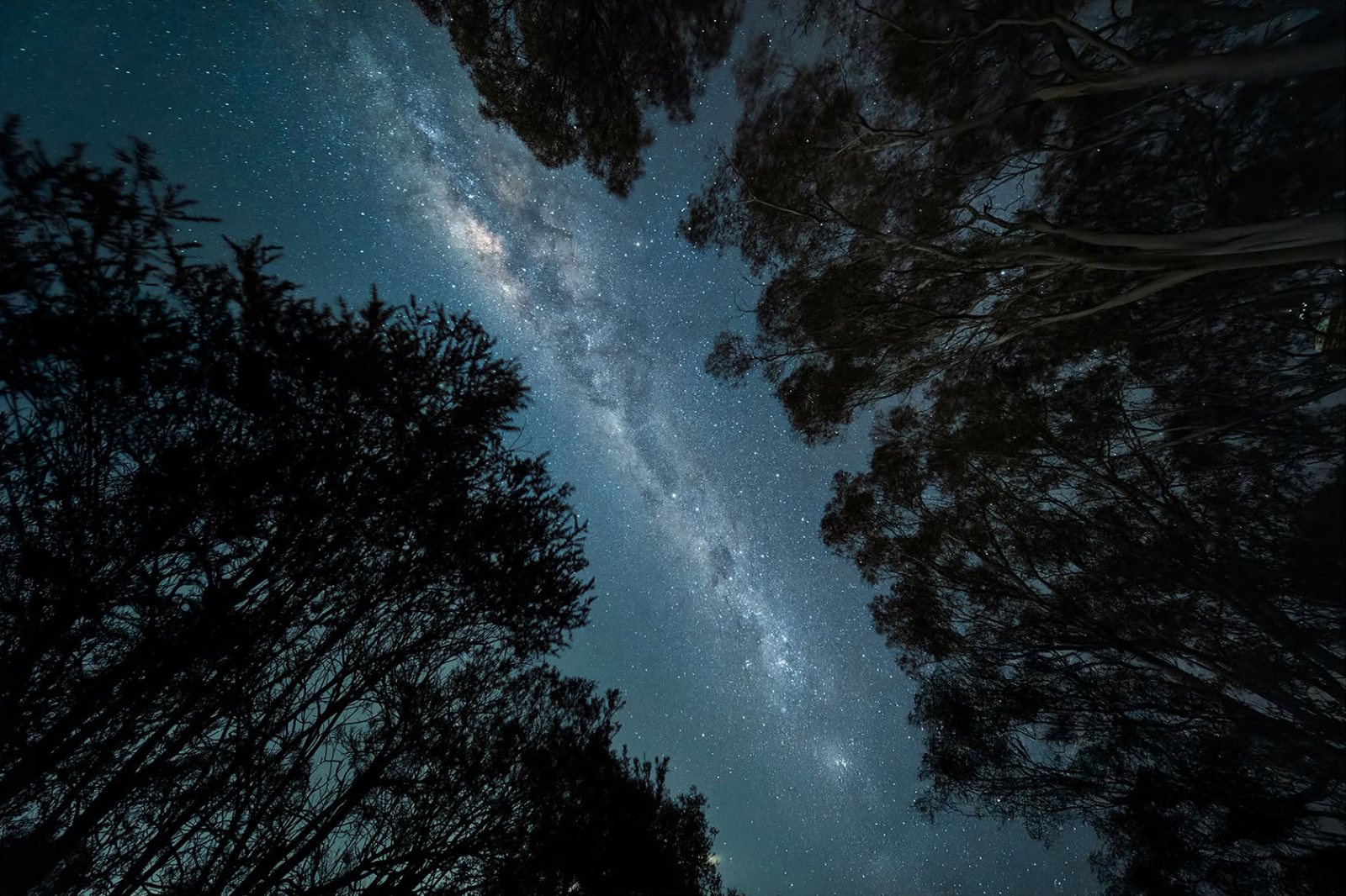 The Milky Way running between the dark crowns of tall trees, seen looking straight up into the night sky at Wallaroo, New South Wales